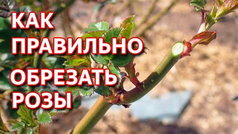 Весенняя обрезка бутонов у роз