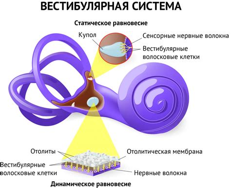 Вестибулярные нарушения вместе с головокружением и тошнотой при становлении