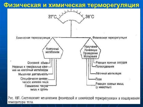 Ветер и терморегуляция