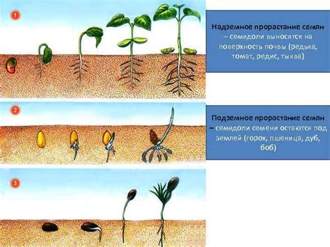 Взаимное влияние на рост и развитие растений