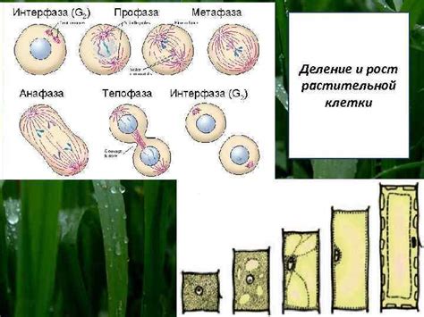 Взаимопольза соседних растений