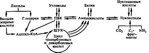 Взаимосвязь аэрации и обмена газов