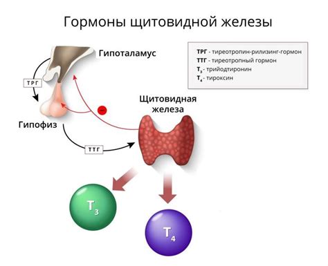 Взаимосвязь между гормоном ТТГ и образом жизни