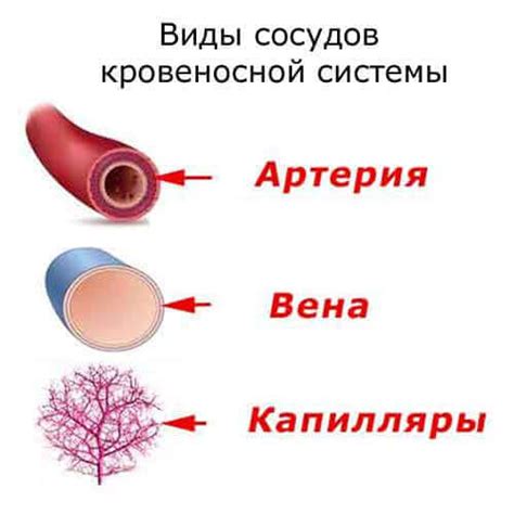 Виды сосудов, подверженных лазерной коагуляции