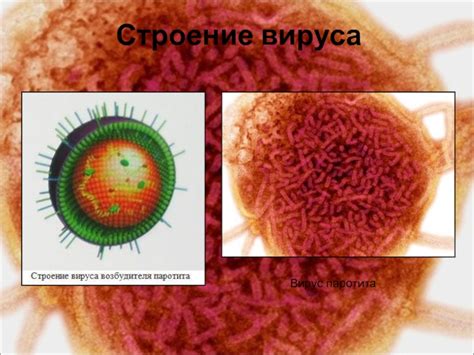 Вирус паротита: проблема и решение