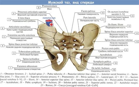 Влияет ли анатомия костей таза на процесс родов?