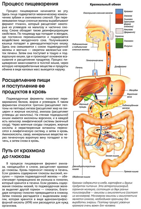 Влияние активированного угля на пищеварительную систему