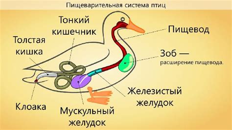 Влияние вареного картофеля на пищеварение птиц