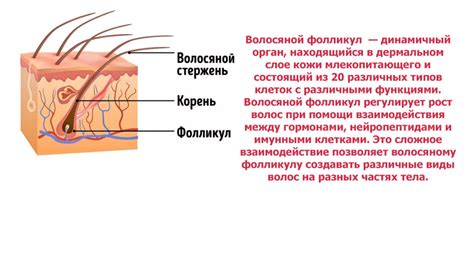 Влияние высокой температуры на волосяные фолликулы: эффективность депиляции