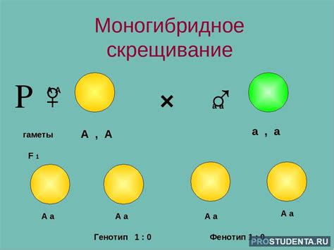 Влияние генетики на скрещивание