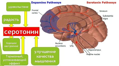 Влияние гептрала на уровень серотонина