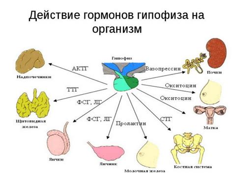 Влияние гормонов на организм