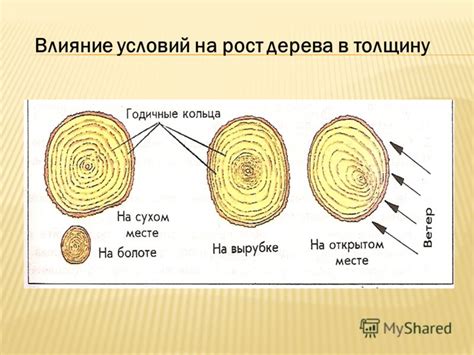 Влияние губки у подберезовика на рост дерева