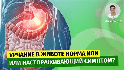 Влияние диеты на урчание в животе у кошек