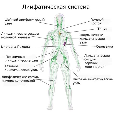 Влияние заболеваний на лимфоузлы