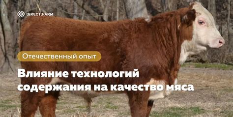 Влияние замороженного мяса на качество фарша