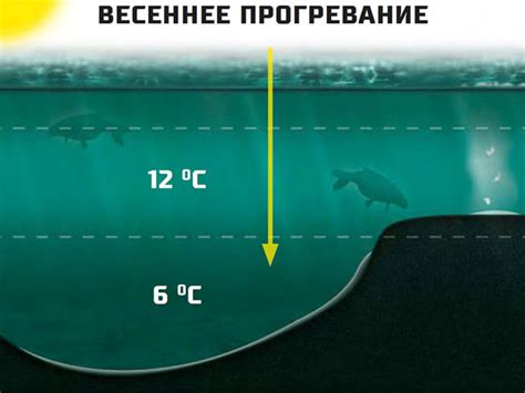 Влияние изменений температуры на клюв карпа