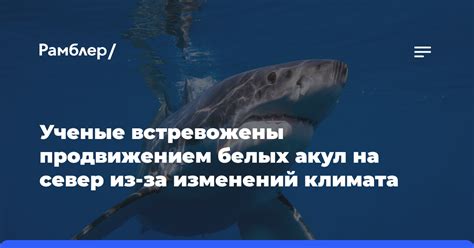 Влияние климатических изменений на популяцию белых зайцев