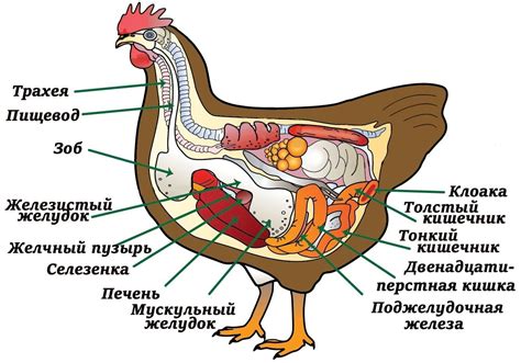 Влияние костей на организм кур