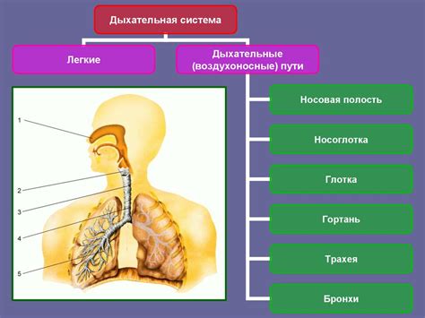 Влияние летаргического сна на физиологические процессы дыхания