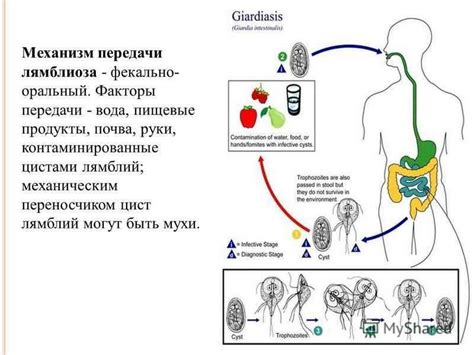 Влияние лямблиоза на посещение школы