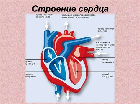 Влияние мельдония на работу сердца