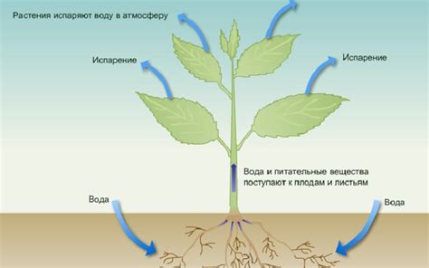 Влияние мыльной воды на растения