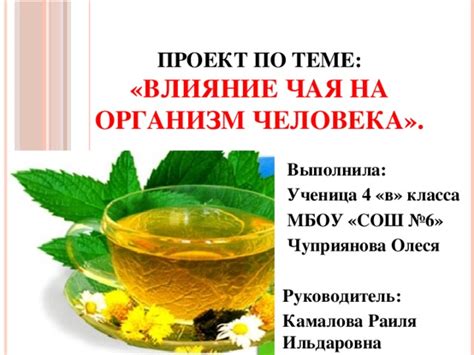 Влияние мятного чая на молочное кровообращение