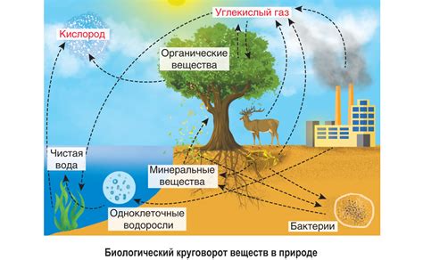 Влияние на биологический цикл