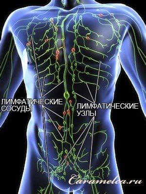 Влияние на кровообращение и лимфатическую систему