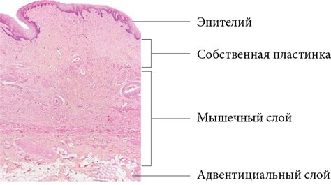 Влияние на состояние влагалища