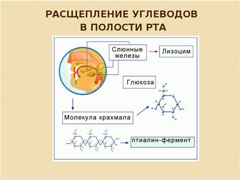 Влияние на ферментацию пищи в кишечнике