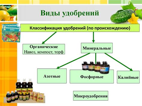 Влияние недостатка удобрений на рост и развитие огурцов