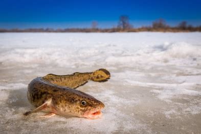 Влияние окончания нереста налима на популяцию