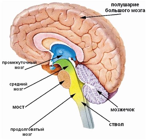 Влияние окружающей среды на формирование головного мозга