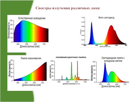 Влияние освещения на рост и развитие петрушки