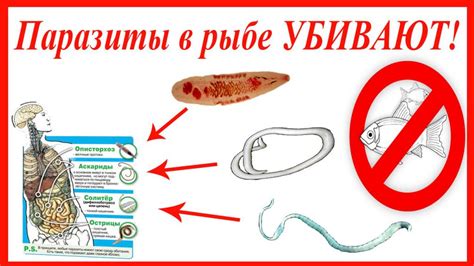 Влияние паразитов на рыбу и человека