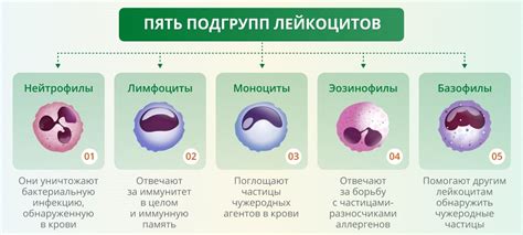 Влияние переливания крови на количество тромбоцитов и лейкоцитов