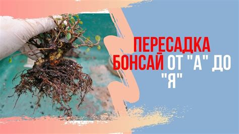 Влияние пересадки на развитие бонсая