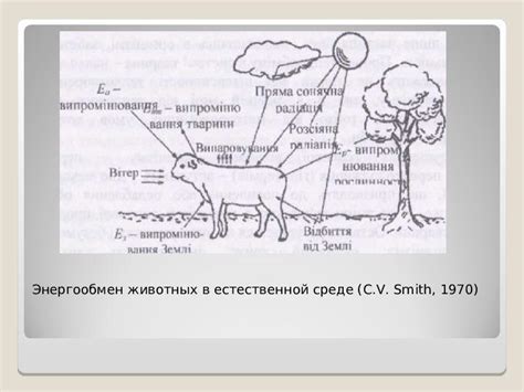 Влияние погоды на животных