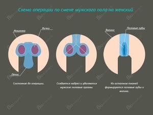 Влияние пола на смену шерсти