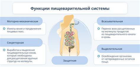 Влияние применения Мотилака на процесс переваривания пищи