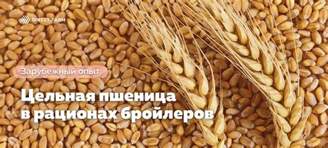 Влияние пшеницы на рацион бройлеров