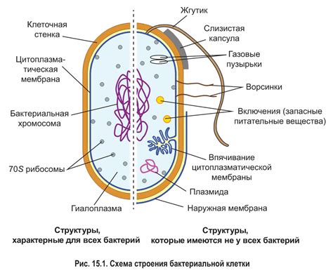 Влияние рибосом на жизнедеятельность прокариотической клетки