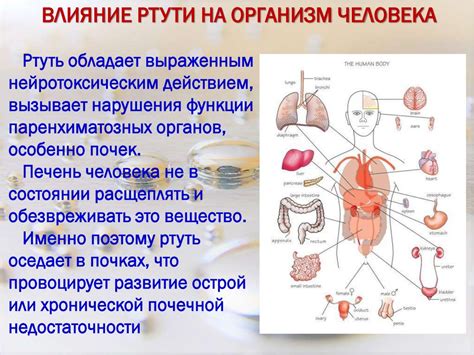 Влияние ртути на здоровье человека