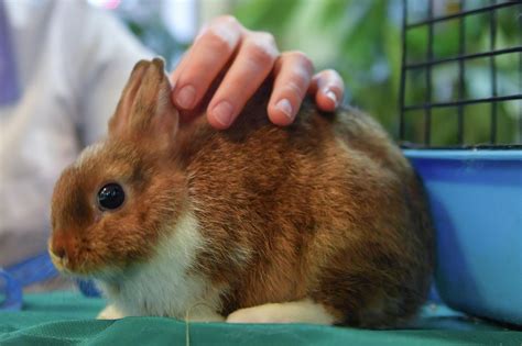 Влияние свежей моркови на декоративных кроликов