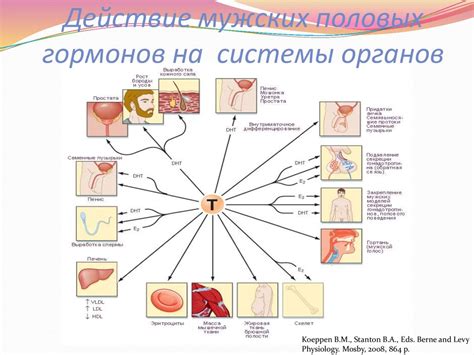 Влияние сладостей на уровень гормонов