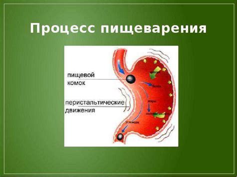 Влияние сливов на пищеварение и обмен веществ