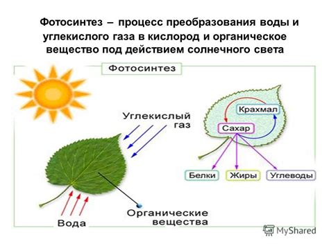 Влияние солнечного света на поведение щуки