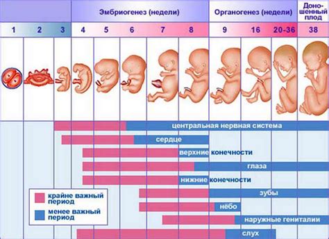 Влияние срока беременности на результат: